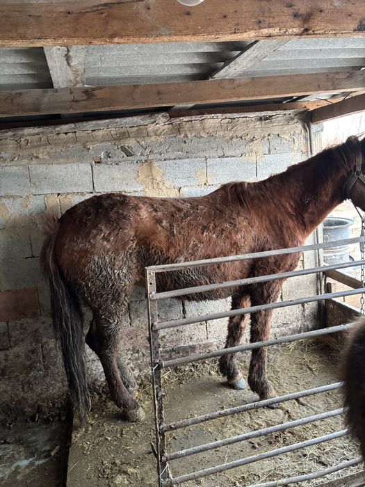 Бие       сатылады