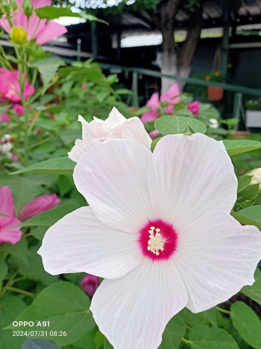 Травянистый гибискус