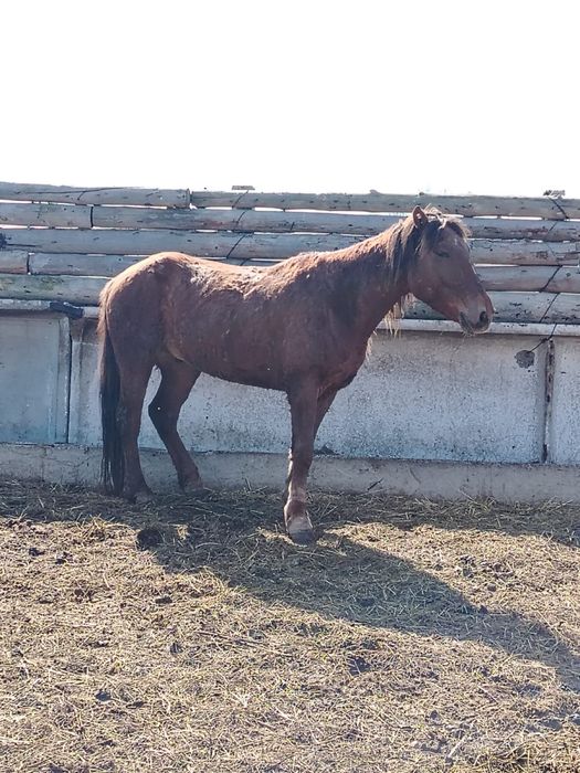 Міңгі ат сатылады 5 жас