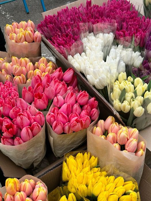 Тюльпаны голандия кз