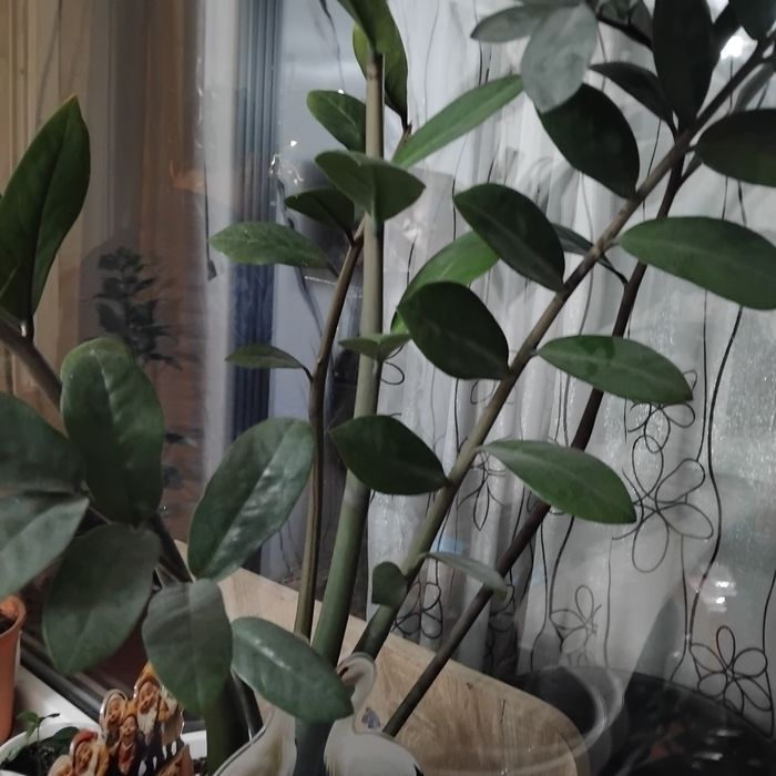 Долларовый дерево