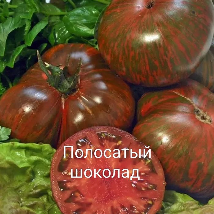Рассада помидор в стаканчиках.
