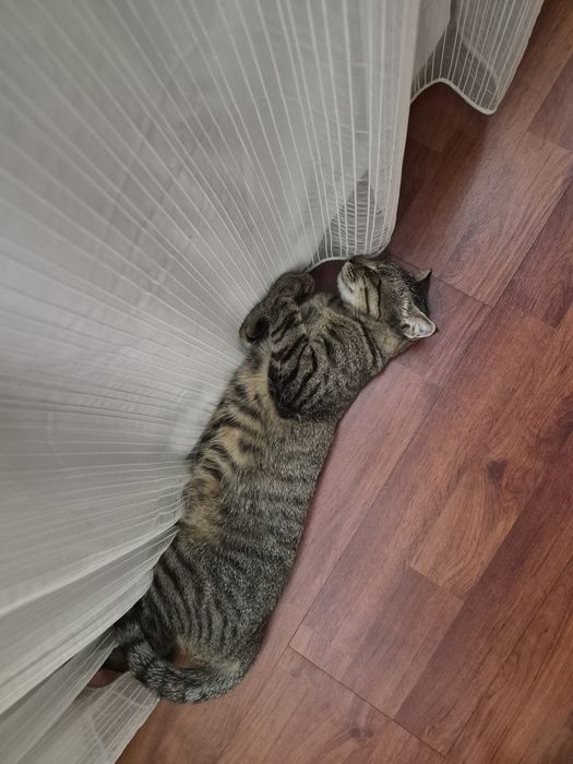 Котенок ищет дом