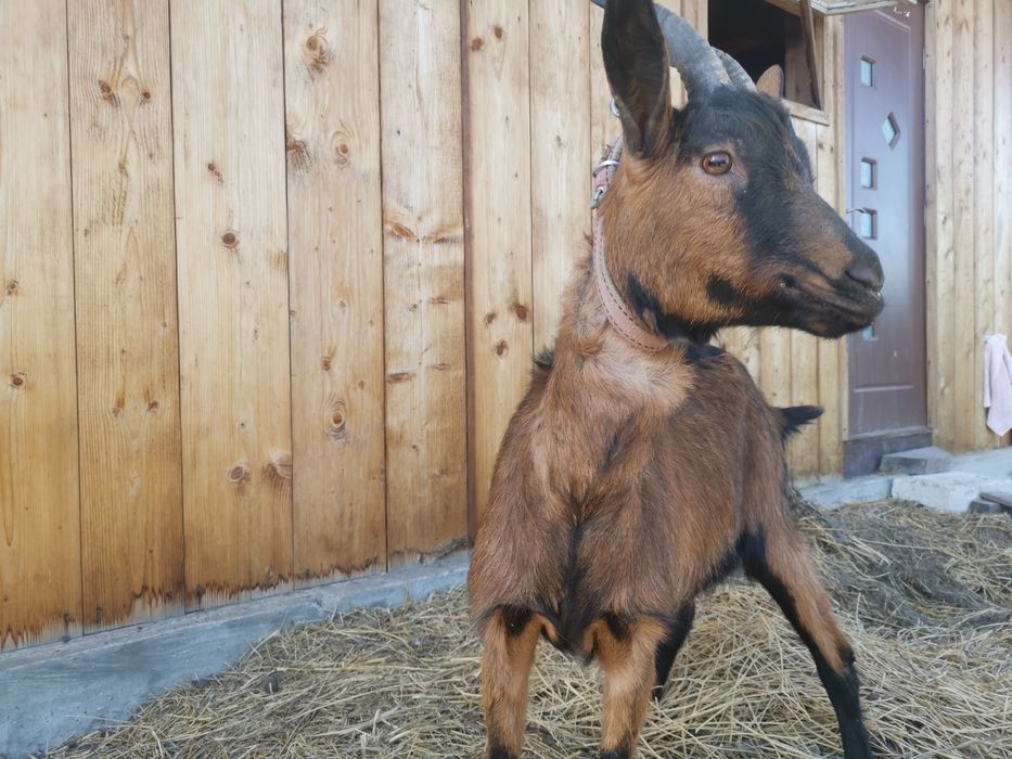 Vand capre metisate alpina franceza
