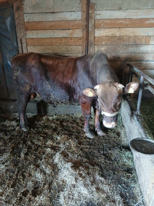 Vând taur de rasă vârstă 1 an jumate
