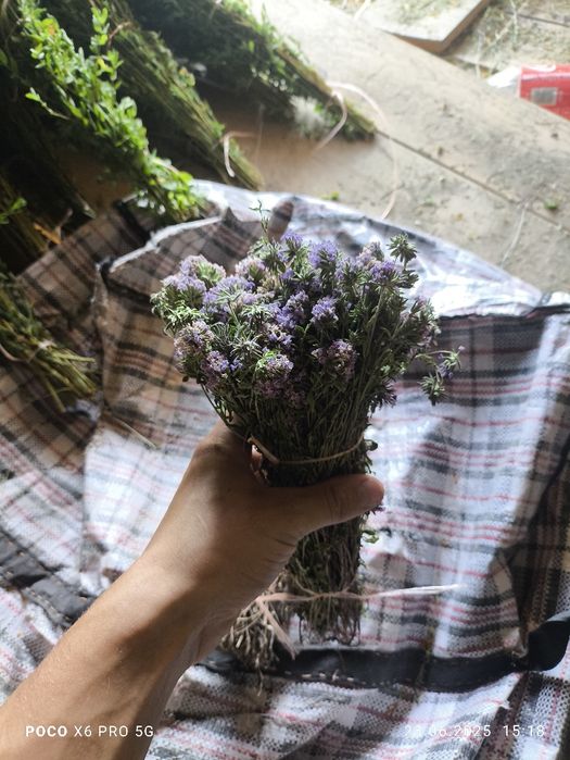 Продаются травы банные веники