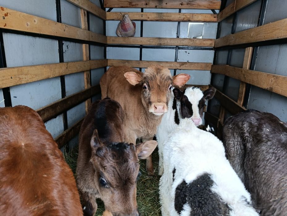 Телята бычки Бузау еркек