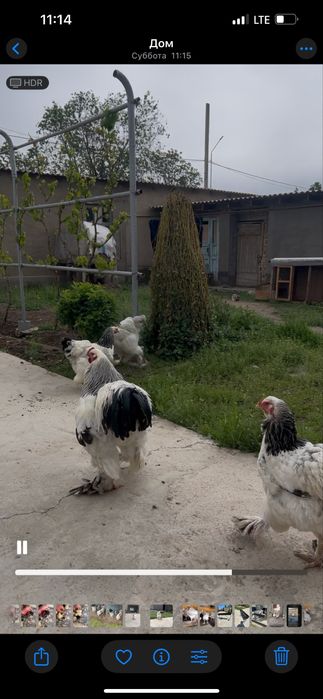 Брама жұмыртқасына заказ қабылдаймын 1000 тенге балапан 2000