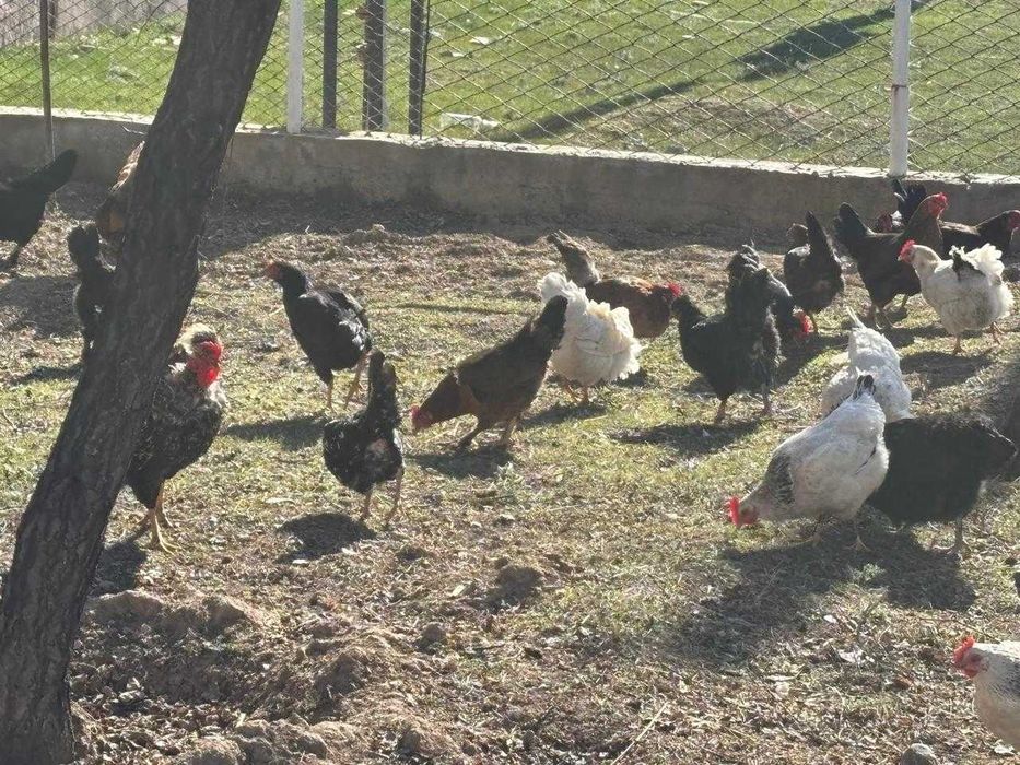 Тавықтар сатылады  31 тауык 4 кораз