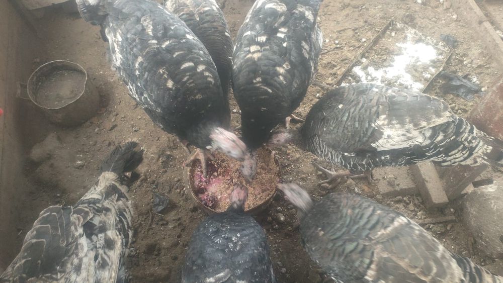 Продам Индюшек для разведения