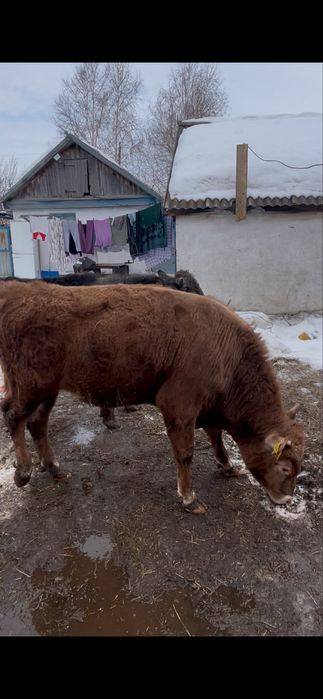 Продам два быка!!!