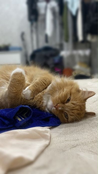 Отдам кота СРОЧНО