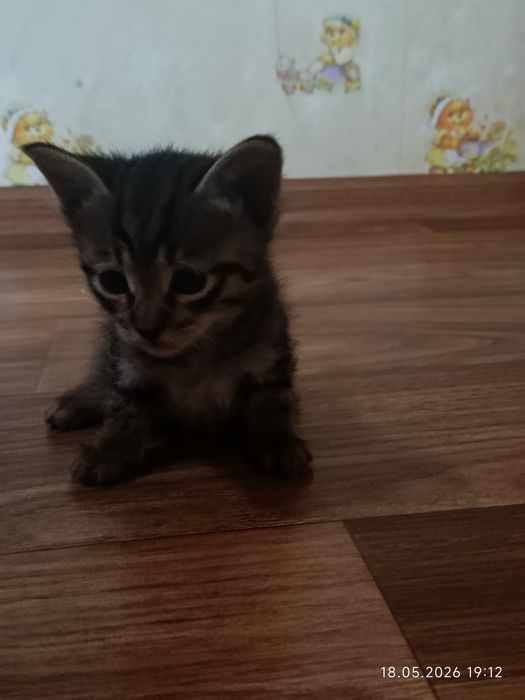 Котята|Марғаулар