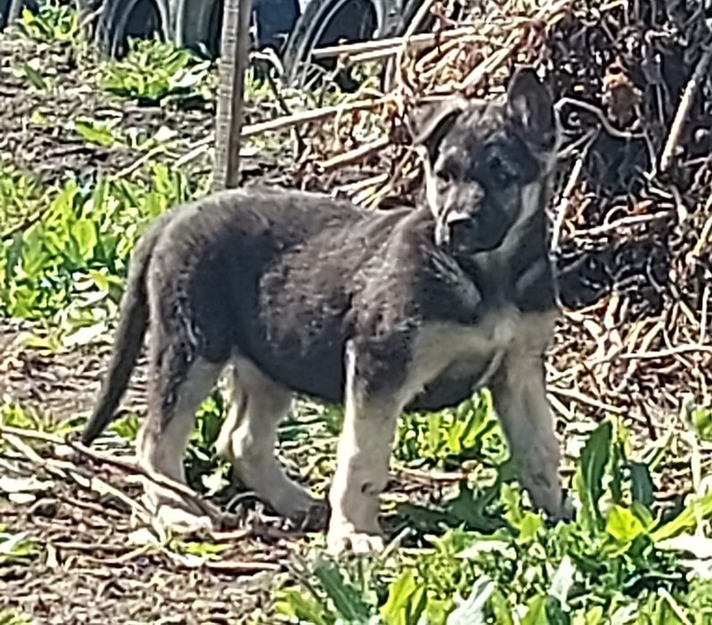 Щенки восточно-европейской овчарки