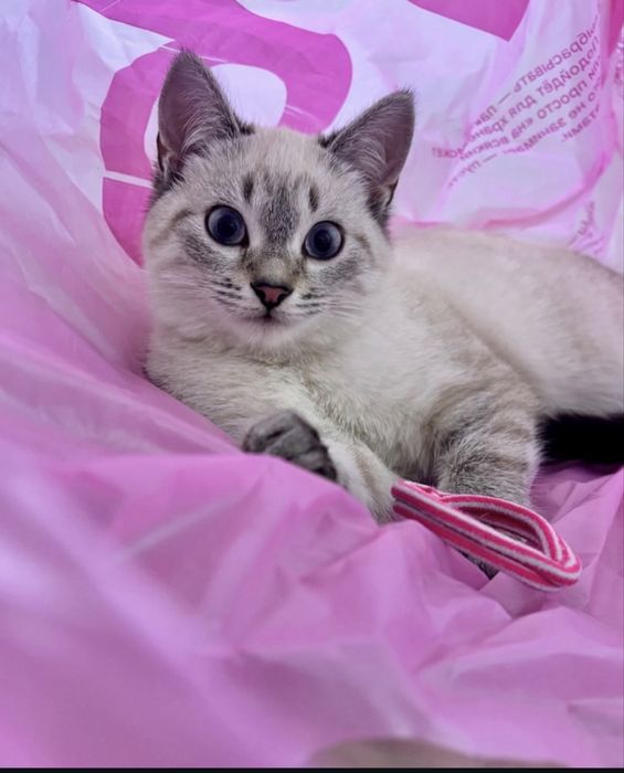 Отдам котенка с приданным