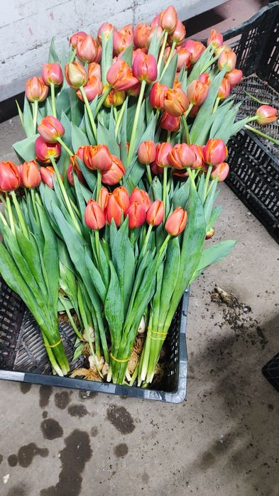 Очень красивые тюльпаны оптом