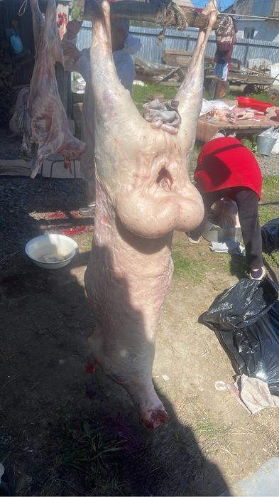 қойлар сатылады