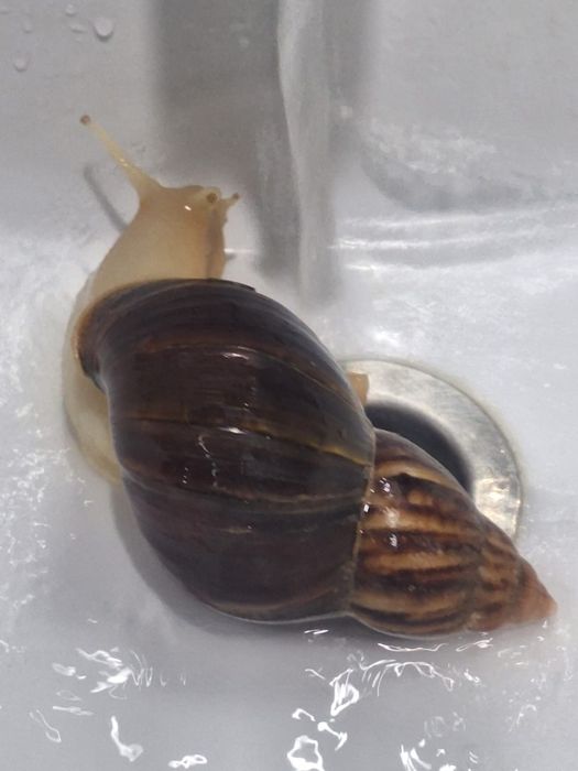 Улитка ахатина косметологические