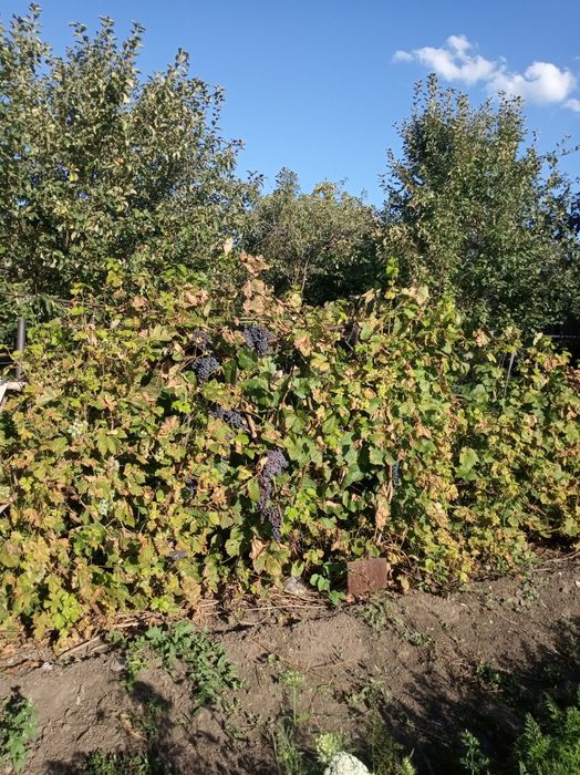 Продам дачу остановка 18 школа