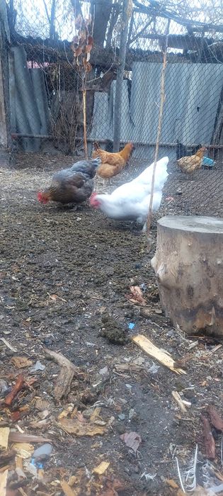 Продам домашние куры.