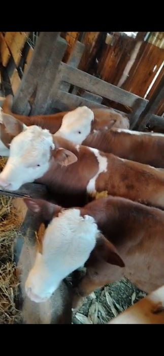 Vitei intercati 4 buc