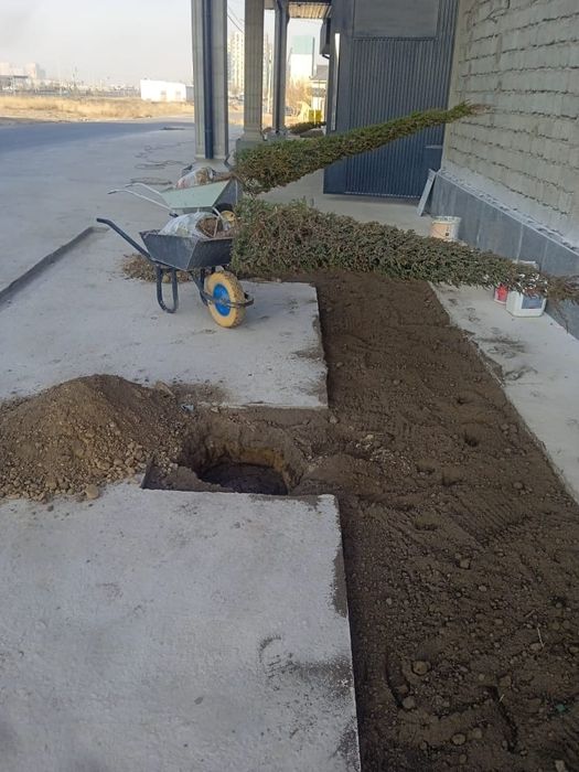 Тал кесемыз, спилим дерево