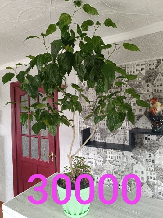 Цветы продамне дорого