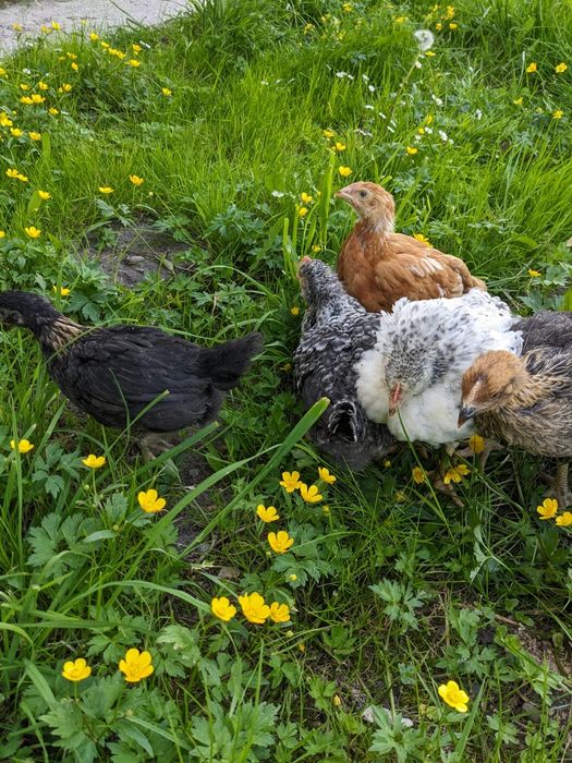 Vand puicute , gaini, pui de carne, rasa mixta