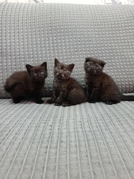 Котята скотиш фолд и скотиш страйт