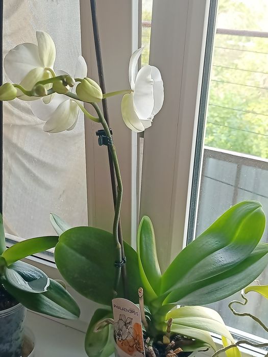 Орхидея Фаленопсис