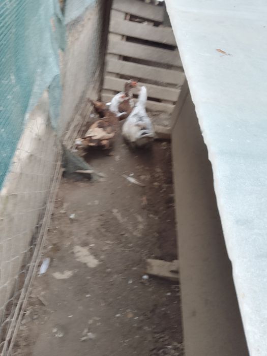 Vând rate mute, rate românești și rate rouene