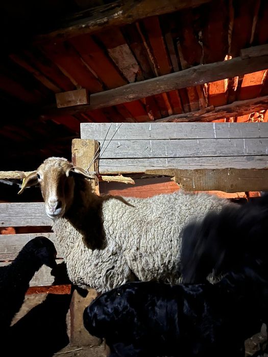 Қозы қозылы қой екеу