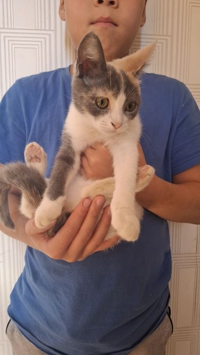 Отдам котят в добрые руки!