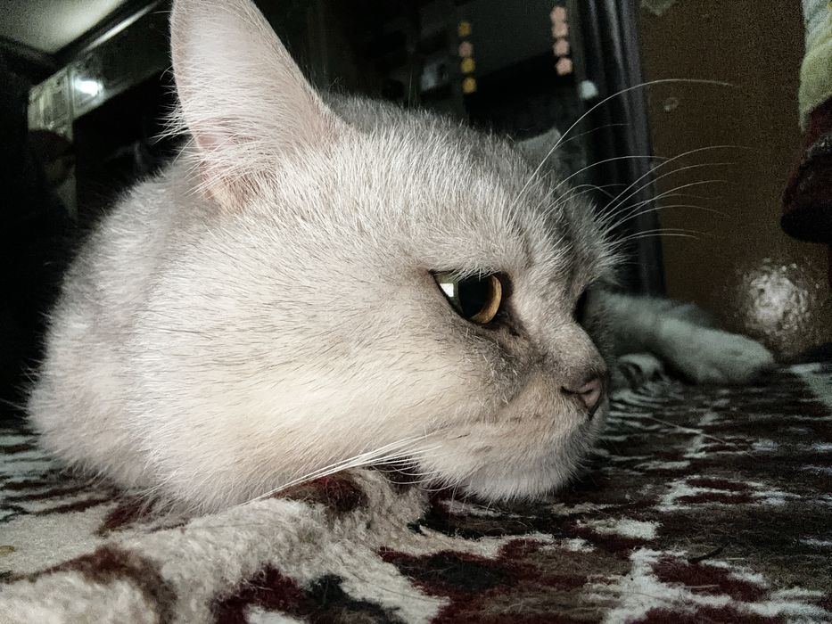 Aslzoda kumushrang Britan mushugi sotiladi!