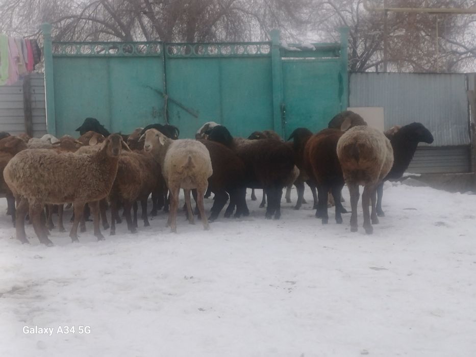 Қойлар сатылады.