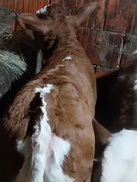 Vând viței baltati