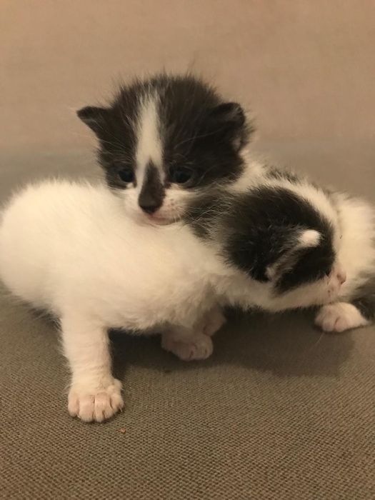 Шатлан кошки 1 месяц