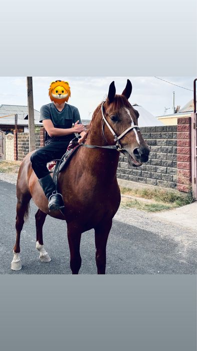 Осы айғыр сатылады!