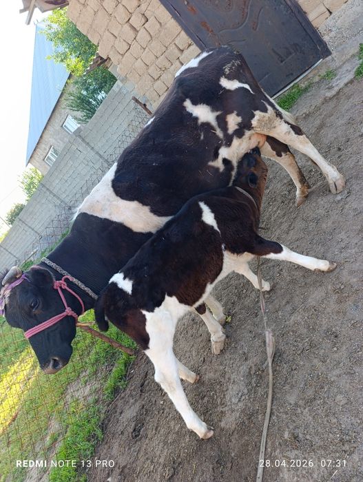 Сүтті сиыр сатылады