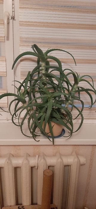 Продам древовидный Алоэ