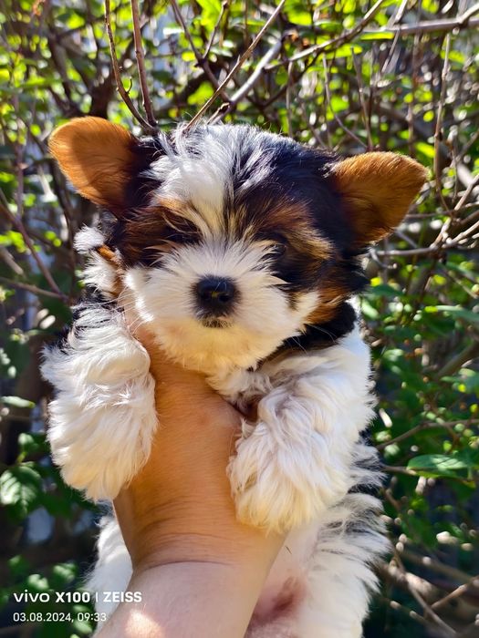 Продам щенков бивера