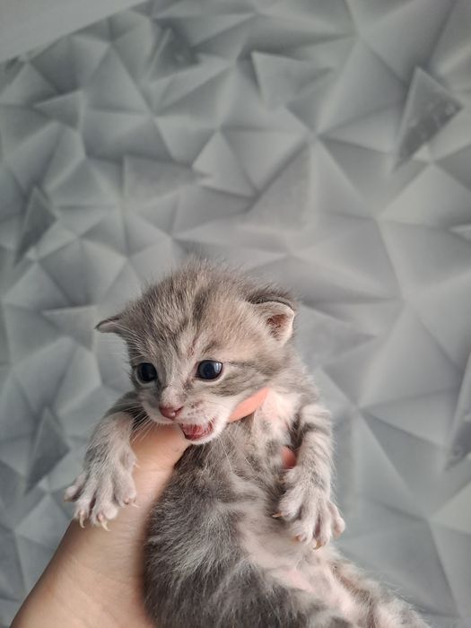 шотладские котята