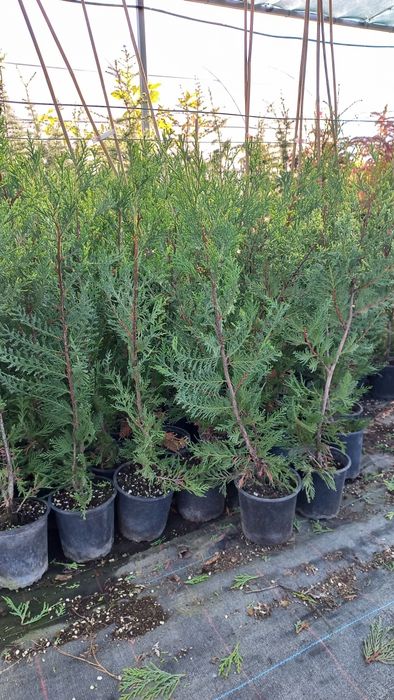 Лейландски Кипарис 70-80см