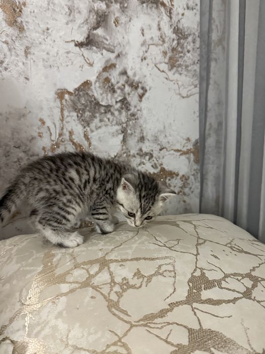 Продаю шотландского котенка