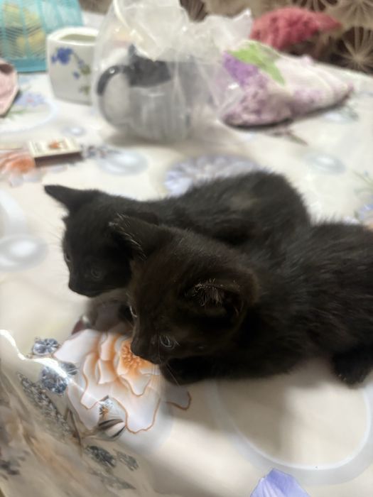 Котенкиииииииииии