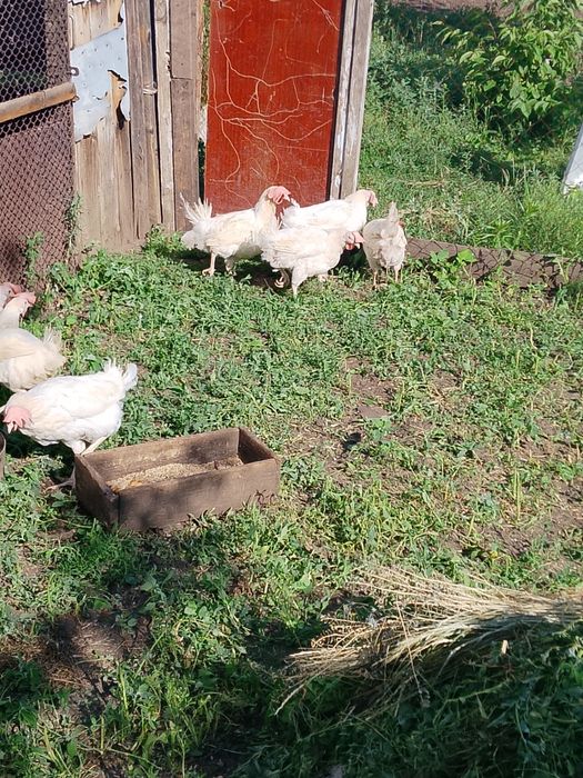 Продам дешево курочек!