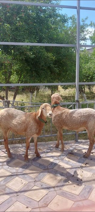 2 бас кошкарлар сатылады