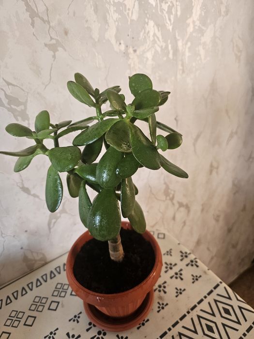 Продам шикарные толстянки (красулы)