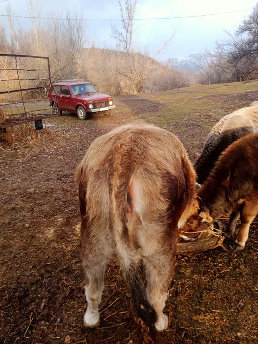 Семіз  кұнажын сатамын