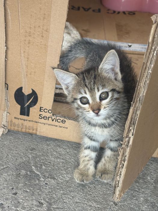 Котята. 2 месяца.